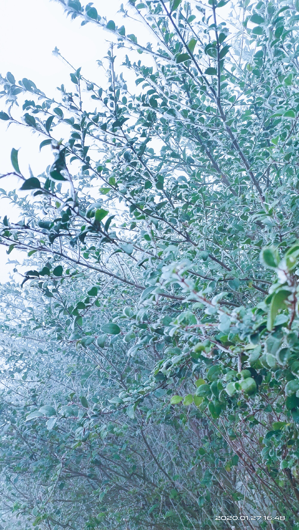 家乡的雪景，超级喜欢