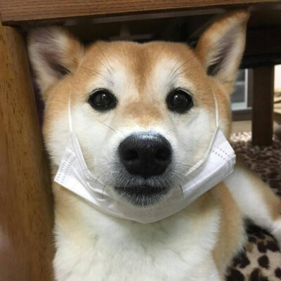 柴犬