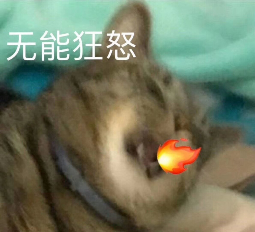 猫表情包