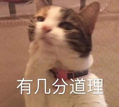 猫表情包