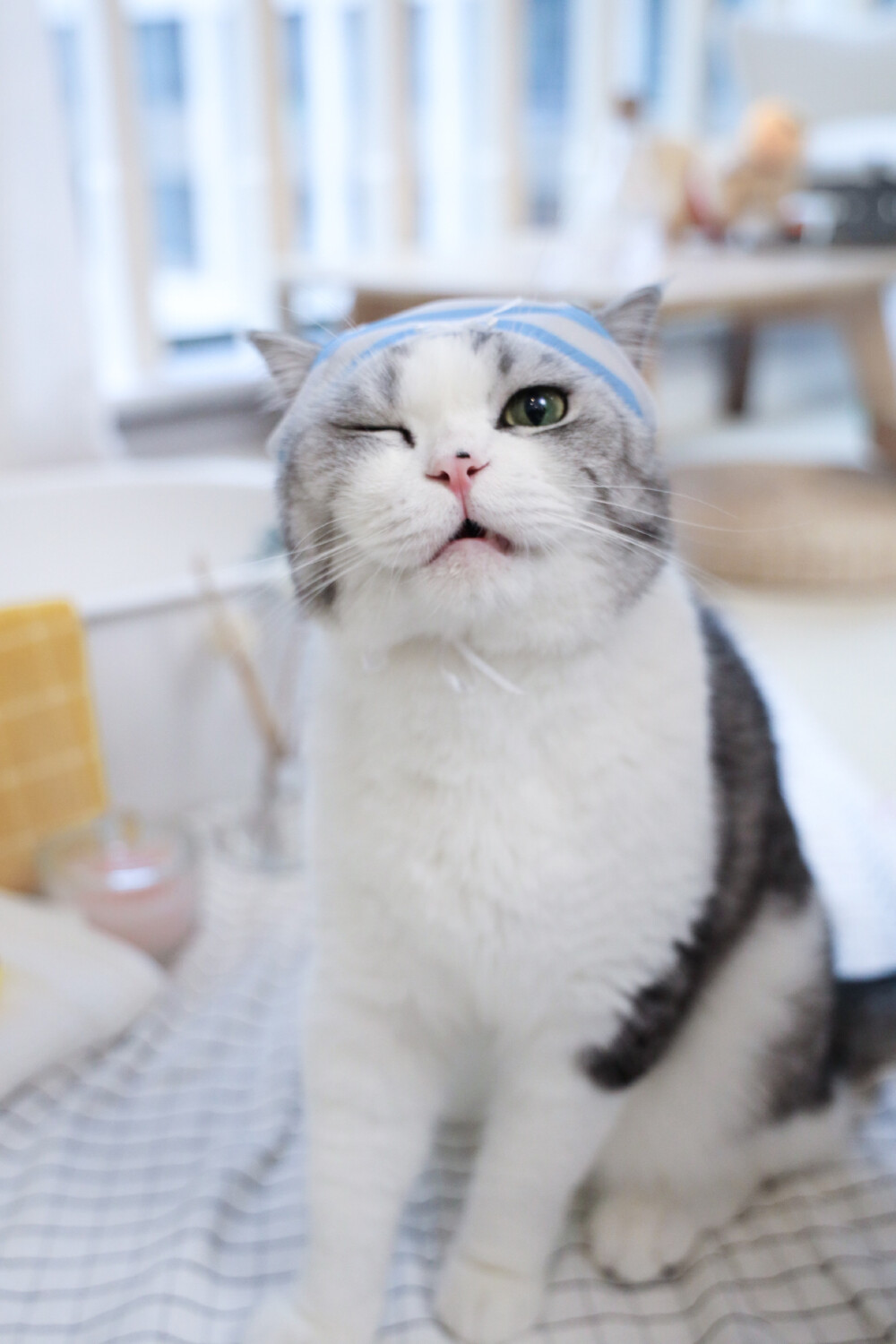 白老师和甫甫 出自花花与三猫catlive 他们家的猫真的超级可爱 b站和