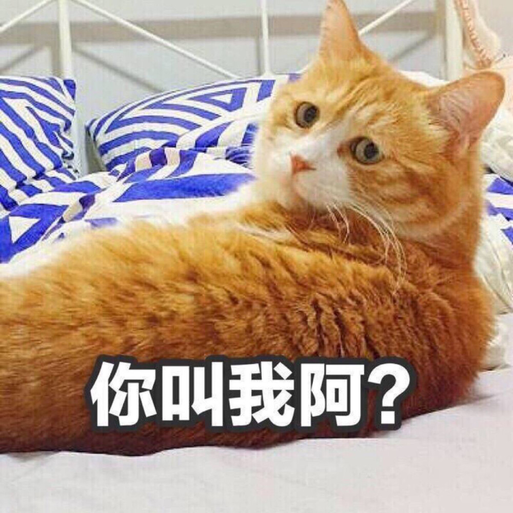 可爱小猫咪表情包