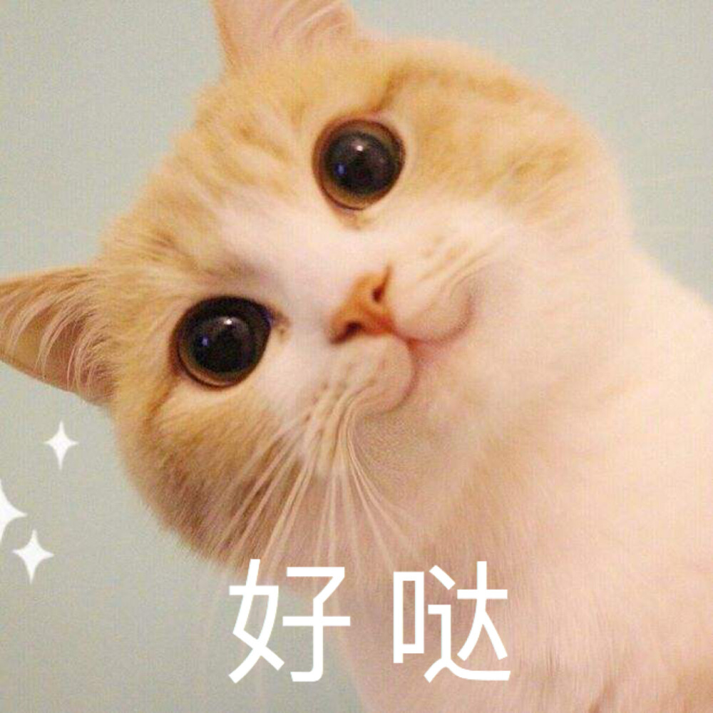 可爱小猫咪表情包