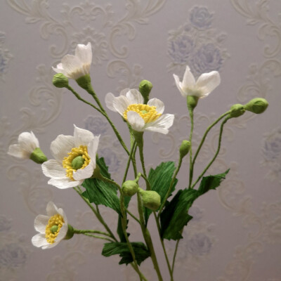 Anemone vitifolia | 野棉花