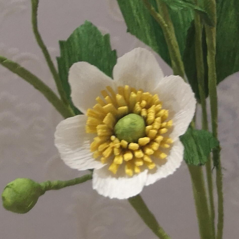 Anemone vitifolia | 野棉花