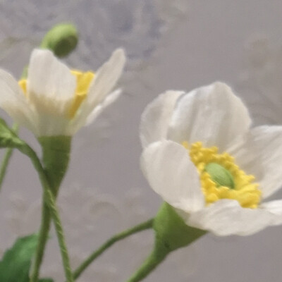 Anemone vitifolia | 野棉花