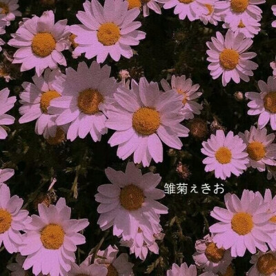 背景图/小雏菊