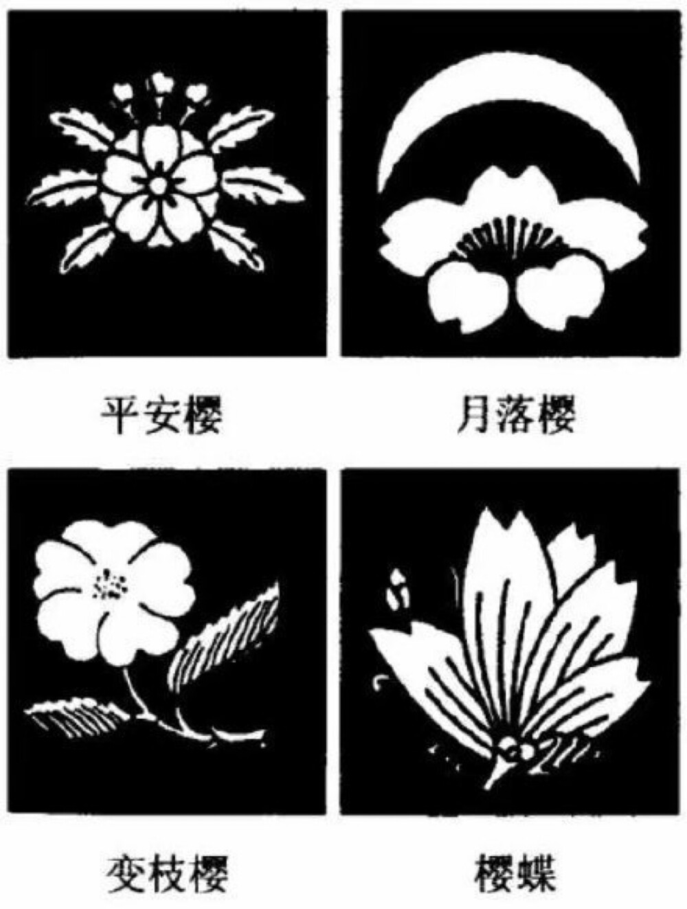 日本家纹——樱花纹