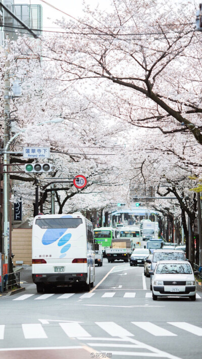 喜欢日本动漫般的樱花街道