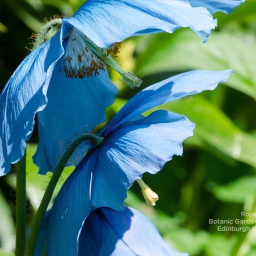 雪域皇后--绿绒蒿.Meconopsis.