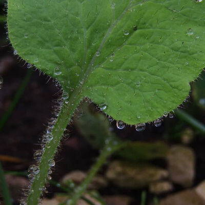 雪域皇后--绿绒蒿.Meconopsis.