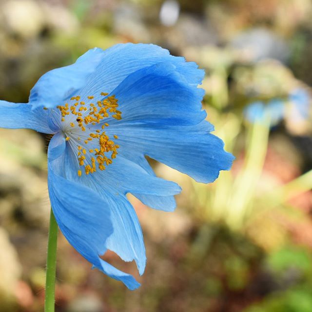 雪域皇后--绿绒蒿.Meconopsis.