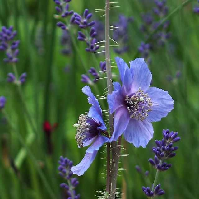 雪域皇后--绿绒蒿.Meconopsis.