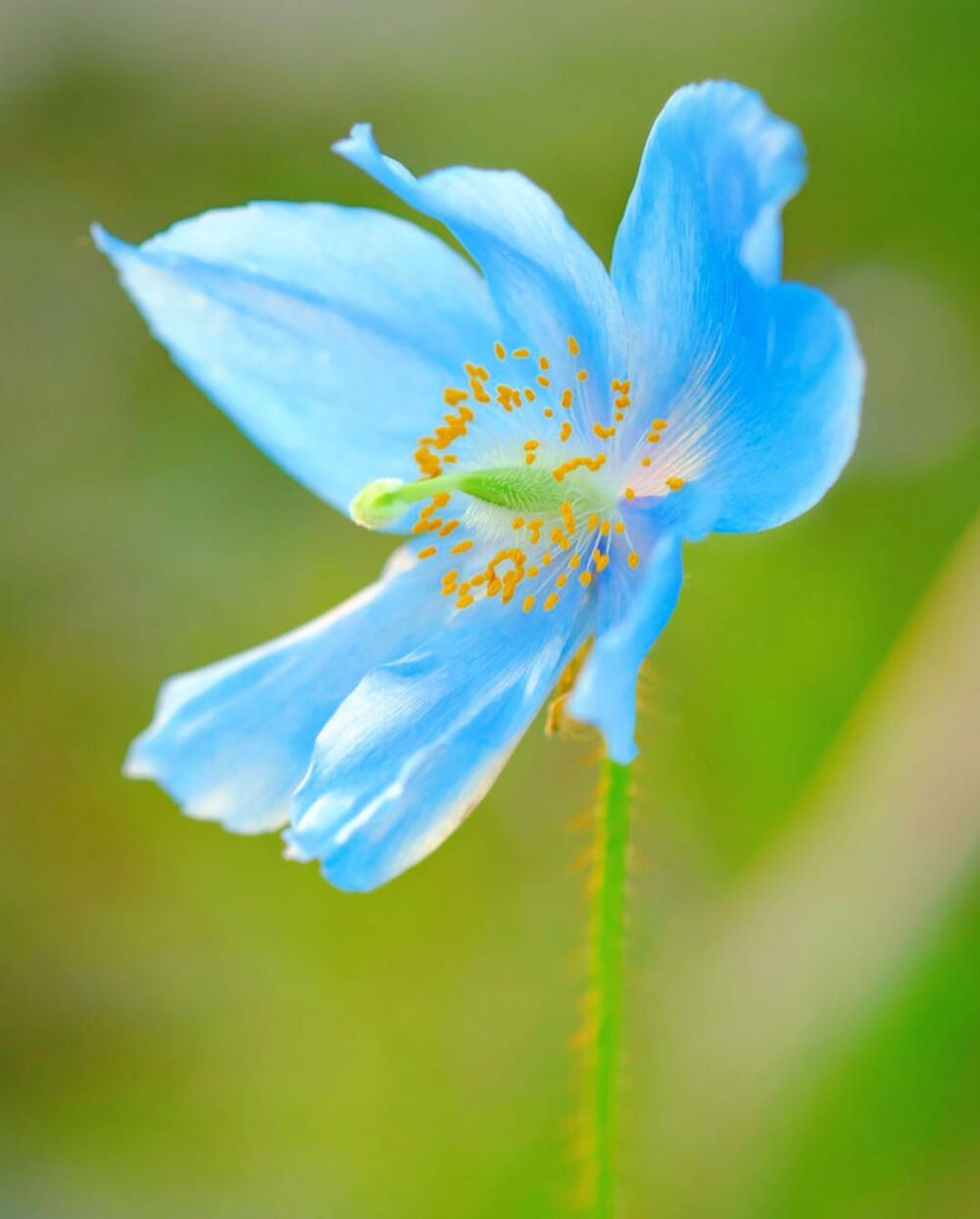 雪域皇后--绿绒蒿.Meconopsis.