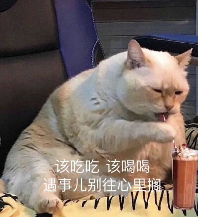 沙雕猫 表情包