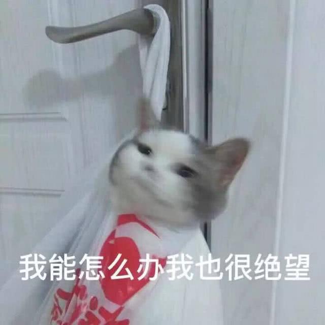 沙雕猫 表情包