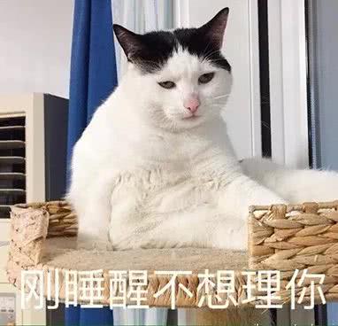 猫 表情包