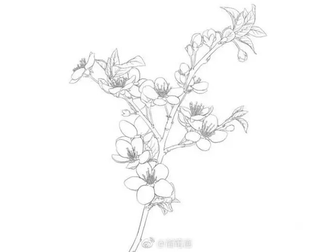 手绘 樱花 黑白