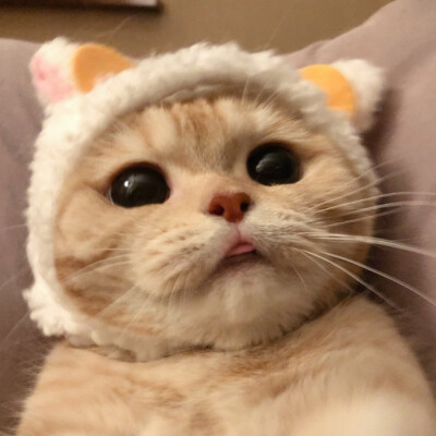 超可爱猫猫团头
图源微博@橘猫沙梨Sally