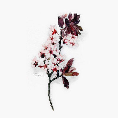 我想在山谷开一家店，贩卖猫的脚步声。