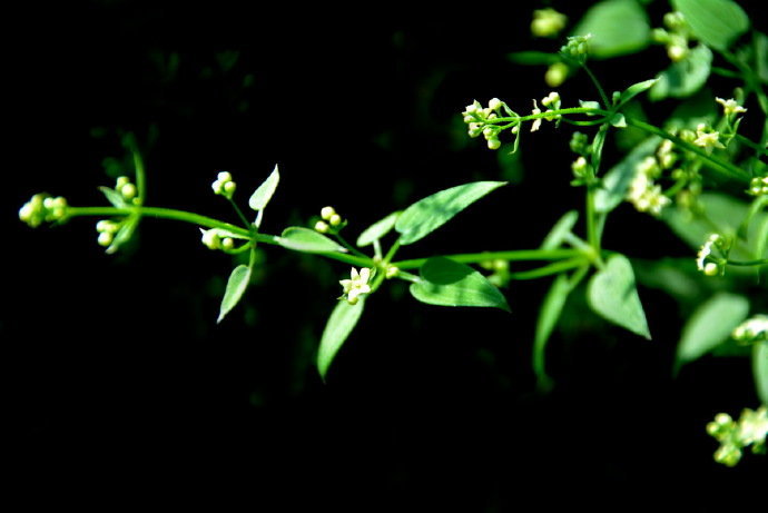 花枝荫我头，花蕊落我怀。