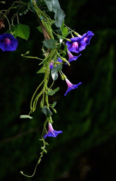 花枝荫我头，花蕊落我怀。