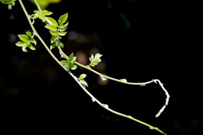 花枝荫我头，花蕊落我怀。