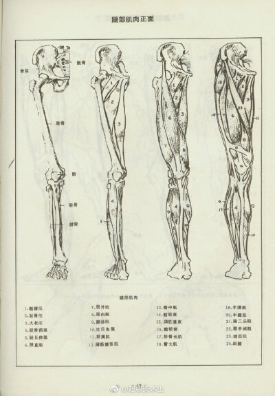 骨骼肌肉分解 图