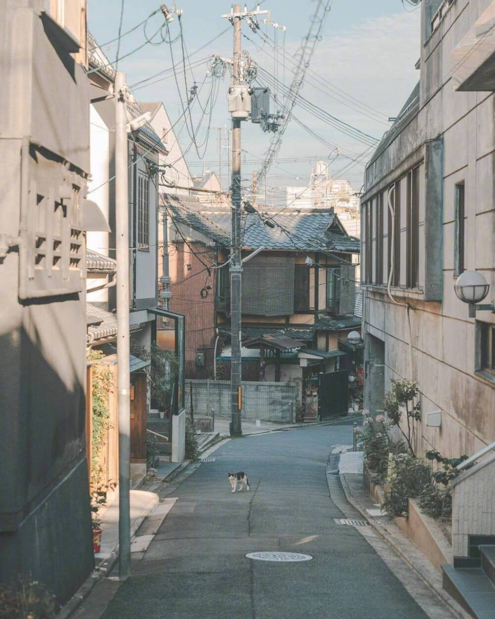 在人生的道路上，每一个人都是孤独的旅客。与其舒舒服服，懵懵懂懂活一辈子，倒不如品尝一点不平常的滋味，似苦而是甜。——季羡林 #感情语录#