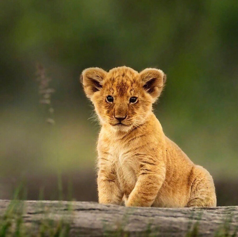 在坦桑尼亚的草原上一只刚刚来到这个世界的小狮子好萌啊
