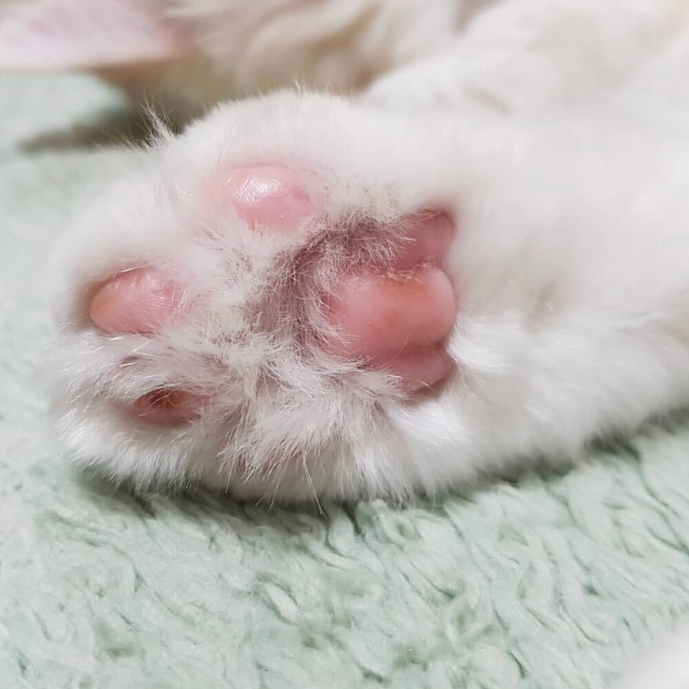 小猫爪