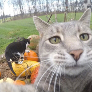 猫咪Manny的日常自拍