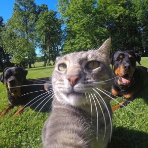 猫咪Manny的日常自拍