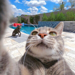 猫咪Manny的日常自拍