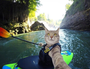 猫咪Manny的日常自拍