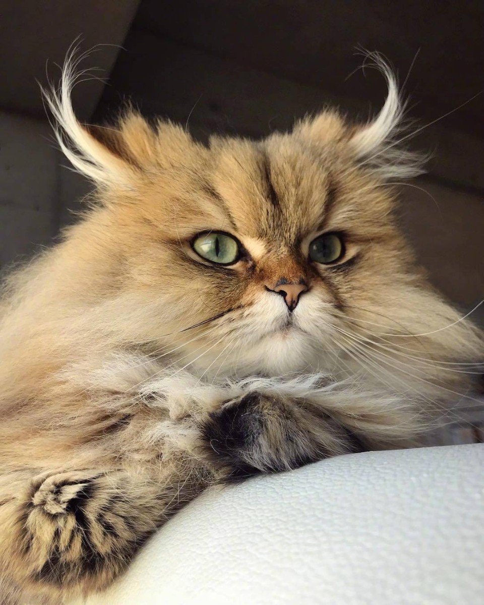 猫大王