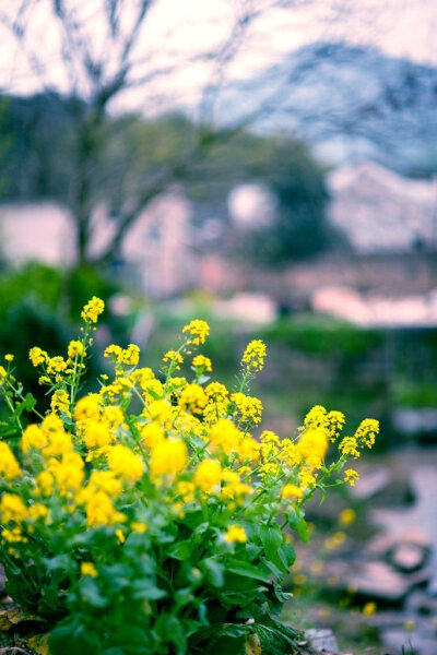 我有一块田，北至滴水，南至街心。田上种春风，花开一树明。——白音格力