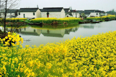 我有一块田，北至滴水，南至街心。田上种春风，花开一树明。——白音格力