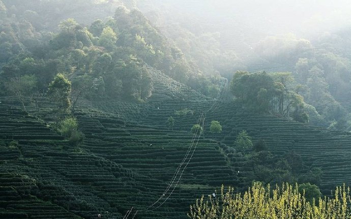 一缕茶香醒山林 …早安