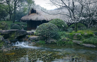 一缕茶香醒山林 …早安