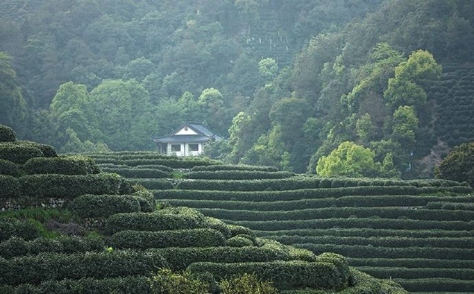 一缕茶香醒山林 …早安