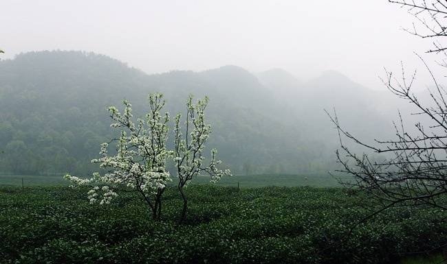 一缕茶香醒山林 …早安