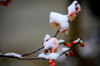 #诗词# 【雪中梅花】①梅须逊雪三分白，雪却输梅一段香。②冰雪林中著此身，不同桃李混芳尘。③烟霏霏，雪霏霏。雪向梅花枝上堆，春从何处回！④雪虐风饕愈凛然，花中气节最高坚......你最喜欢的是那一句？#诗词歌赋…