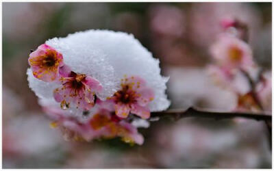 #诗词# 【雪中梅花】①梅须逊雪三分白，雪却输梅一段香。②冰雪林中著此身，不同桃李混芳尘。③烟霏霏，雪霏霏。雪向梅花枝上堆，春从何处回！④雪虐风饕愈凛然，花中气节最高坚......你最喜欢的是那一句？#诗词歌赋…