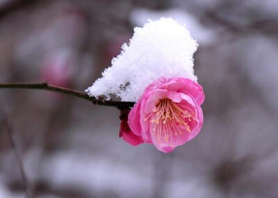 #诗词# 【雪中梅花】①梅须逊雪三分白，雪却输梅一段香。②冰雪林中著此身，不同桃李混芳尘。③烟霏霏，雪霏霏。雪向梅花枝上堆，春从何处回！④雪虐风饕愈凛然，花中气节最高坚......你最喜欢的是那一句？#诗词歌赋…