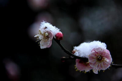 #诗词# 【雪中梅花】①梅须逊雪三分白，雪却输梅一段香。②冰雪林中著此身，不同桃李混芳尘。③烟霏霏，雪霏霏。雪向梅花枝上堆，春从何处回！④雪虐风饕愈凛然，花中气节最高坚......你最喜欢的是那一句？#诗词歌赋…