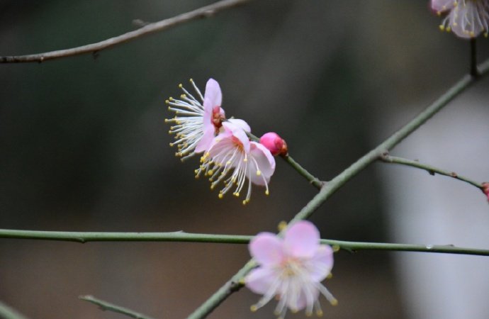 庭下早梅，已含芳意，春近瘦枝南 …