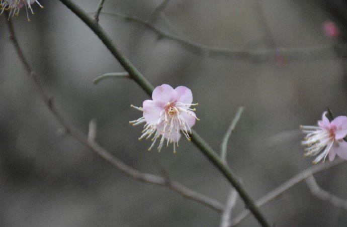 庭下早梅，已含芳意，春近瘦枝南 …