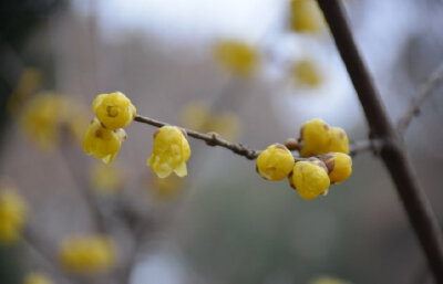 庭下早梅，已含芳意，春近瘦枝南 …