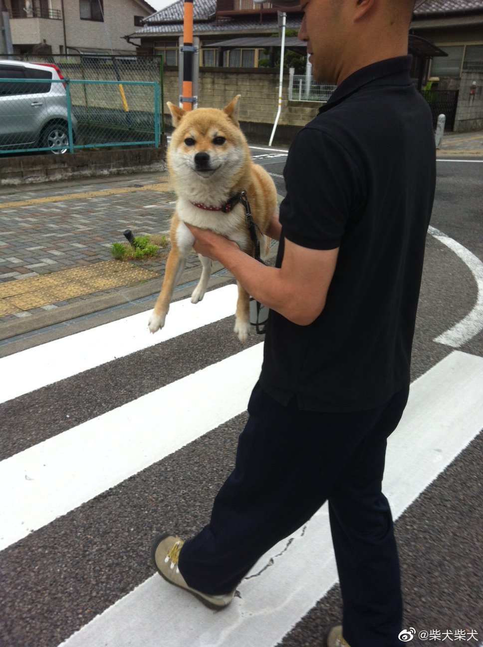 被岐阜县的寺庙千手院主持收养的柴犬小千，在它眼里自家饲主只是自己不想走路时的人形搬运机器而已 twitter：senjuin1010